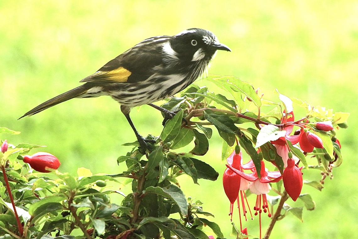 New Holland honeyeater - Phylidonyris novaehollandiae Loves feeding on fuchsia flowers. Australia,Fall,Geotagged,New Holland honeyeater,Phylidonyris novaehollandiae Eamw birds