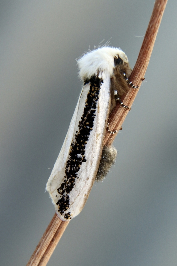 Boisduval&rsquo;s Autumn Moth - Oenosandra boisduvalii Lots of females emerging but no male yet. &Boisduval's Autumn Moth,Australia,Eamw moth,Fall,Geotagged,Oenosandra,Oenosandra boisduvalii