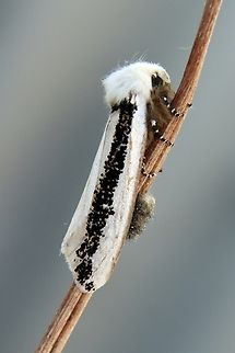 Boisduval&rsquo;s Autumn Moth - Oenosandra boisduvalii Lots of females emerging but no male yet. &Boisduval's Autumn Moth,Australia,Eamw moth,Fall,Geotagged,Oenosandra,Oenosandra boisduvalii