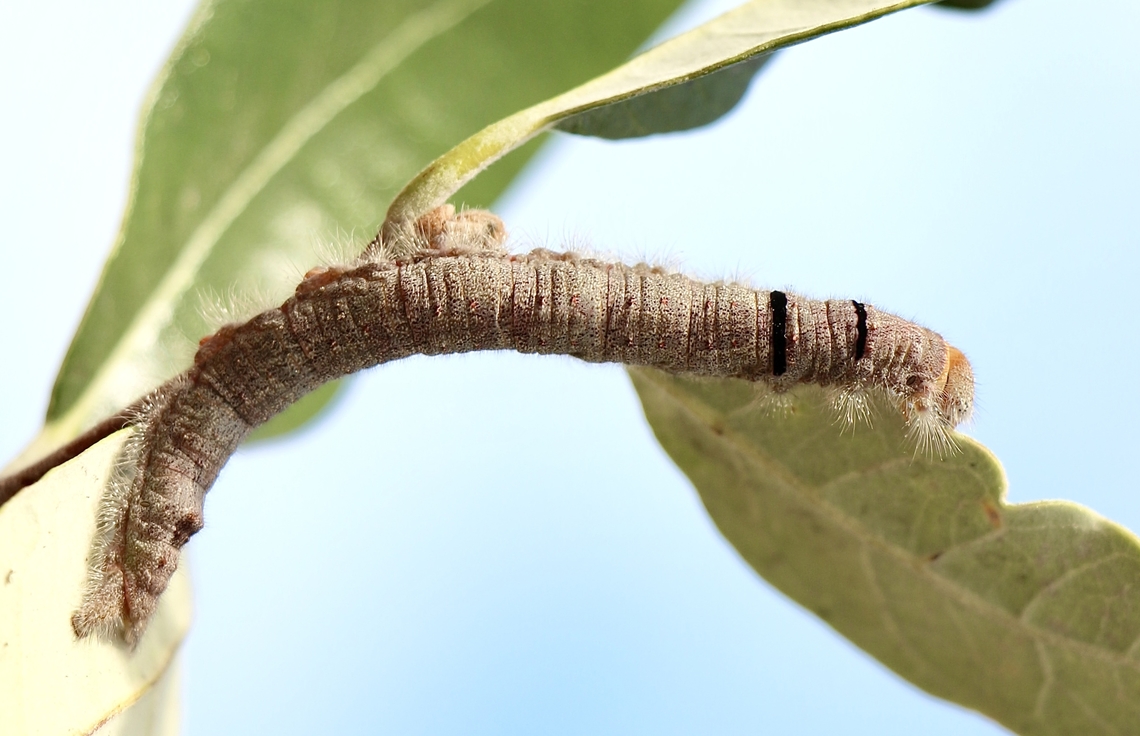 Genus : Paraguda - Wattle snout moth caterpillar Found this caterpilar on a pedestrian footpath,not near any food plant. I took it home and put it onto a feijoa leaf only to take a photo. It started feeding on the leaf and I hope I can rear it . Identification with a image of the adult will be much easier, if it lives and grows on the substitute foodplant. Australia,Eamw caterpillars,Eamw moth,Fall,Geotagged,Paraguda