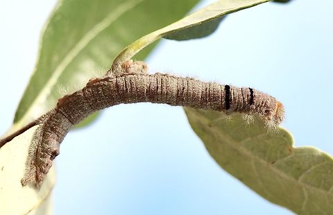 Genus : Paraguda - Wattle snout moth caterpillar Found this caterpilar on a pedestrian footpath,not near any food plant. I took it home and put it onto a feijoa leaf only to take a photo. It started feeding on the leaf and I hope I can rear it . Identification with a image of the adult will be much easier, if it lives and grows on the substitute foodplant. Australia,Eamw caterpillars,Eamw moth,Fall,Geotagged,Paraguda