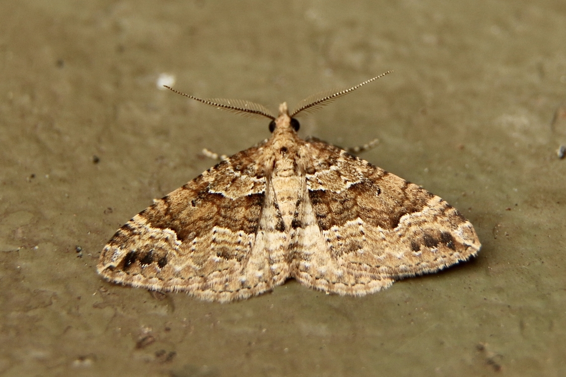 Carpet moth - Epyaxa agelasta Wingspan approximately 18 to 20 mm Australia,Eamw moth,Epyaxa,Epyaxa agelasta,Fall,Geotagged