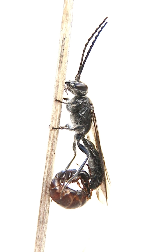 Species of flower wasp : Winged male and wingless female  Australia,Eamw wasps,Fall,Geotagged