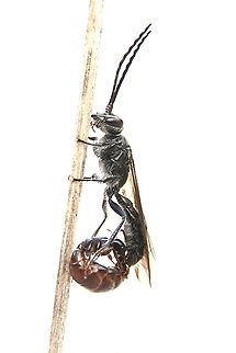 Species of flower wasp : Winged male and wingless female  Australia,Eamw wasps,Fall,Geotagged