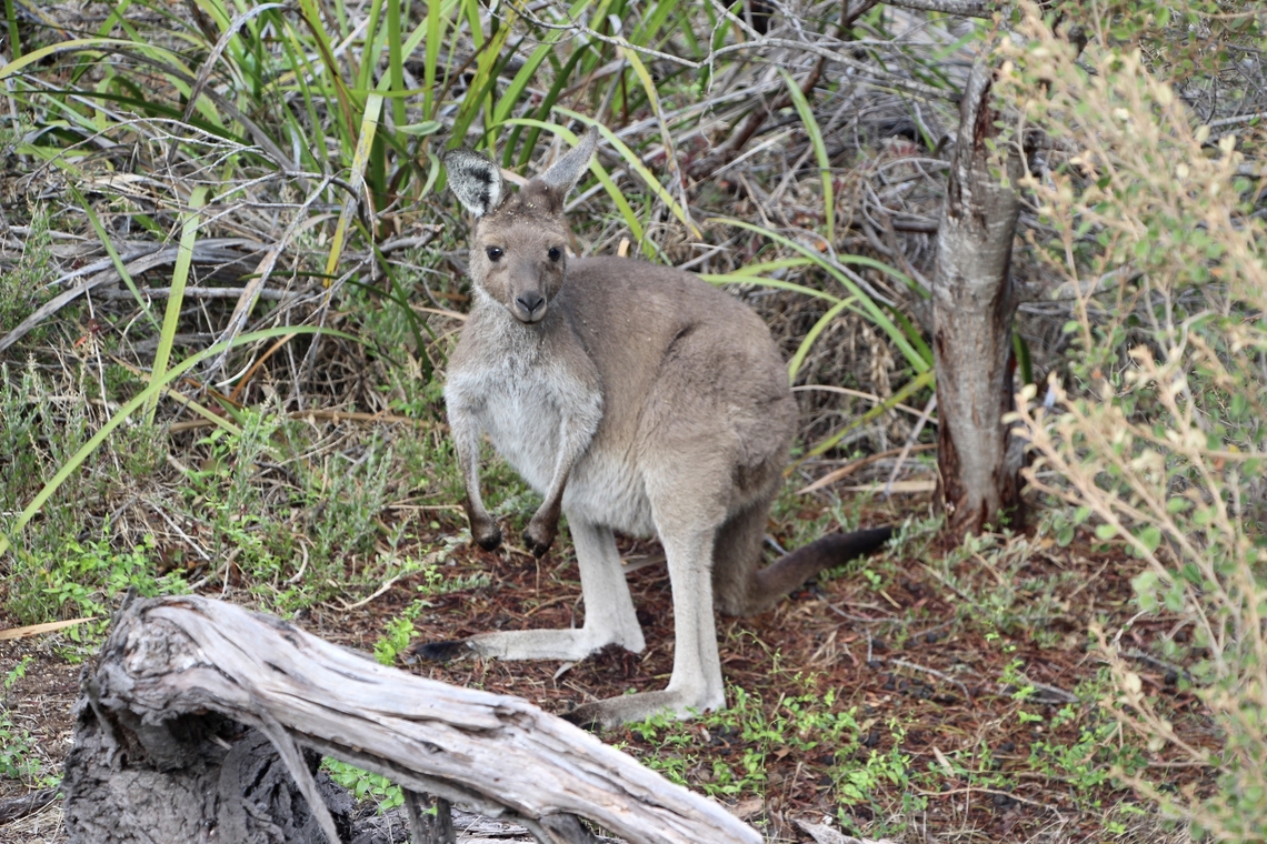 Western grey kangaroo - Macropus fuliginosus A juvenile but still was hanging around mum. Australia,Eamw macropods,Fall,Geotagged,Macropus fuliginosus,Western grey kangaroo