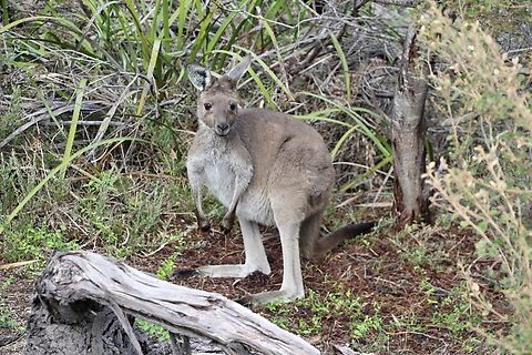 Western grey kangaroo - Macropus fuliginosus A juvenile but still was hanging around mum. Australia,Eamw macropods,Fall,Geotagged,Macropus fuliginosus,Western grey kangaroo