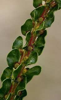 Kangaroo Thorn- Acacia Paradoxa New flowers forming ,but will have to wait till spring to be fully developed. Acacia paradoxa,Australia,Eamw flora,Eamw-acacia,Fall,Geotagged,Kangaroo Thorn