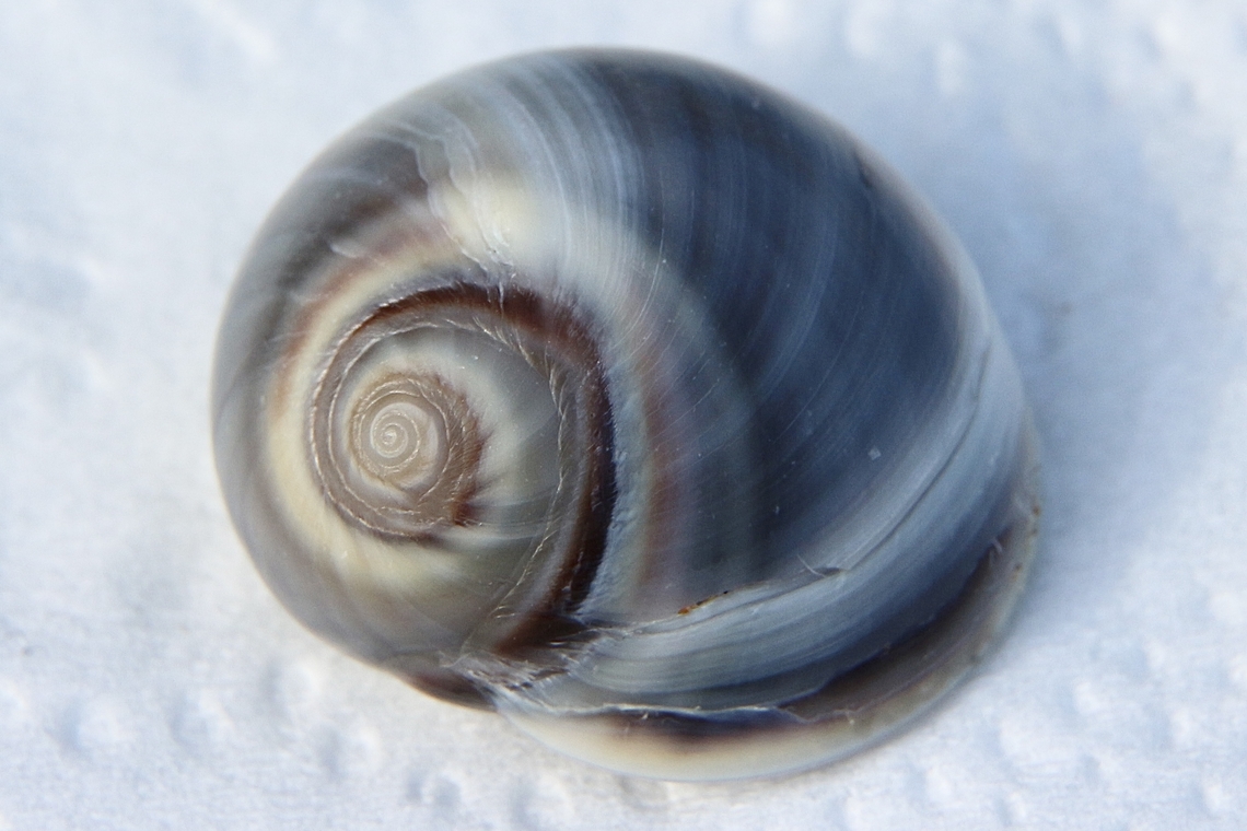 Conuber incei A predatory sea snail .very variable in coloration  Australia,Conuber incei,Eamw-marine invertebrates,Fall,Geotagged