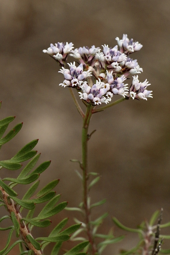 Slender Smoke-Bush : conospermum patens  Australia,Conospermum  patens,Eamw-flora,Fall,Geotagged,Slender Smoke-Bush