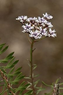 Slender Smoke-Bush : conospermum patens  Australia,Conospermum  patens,Eamw-flora,Fall,Geotagged,Slender Smoke-Bush