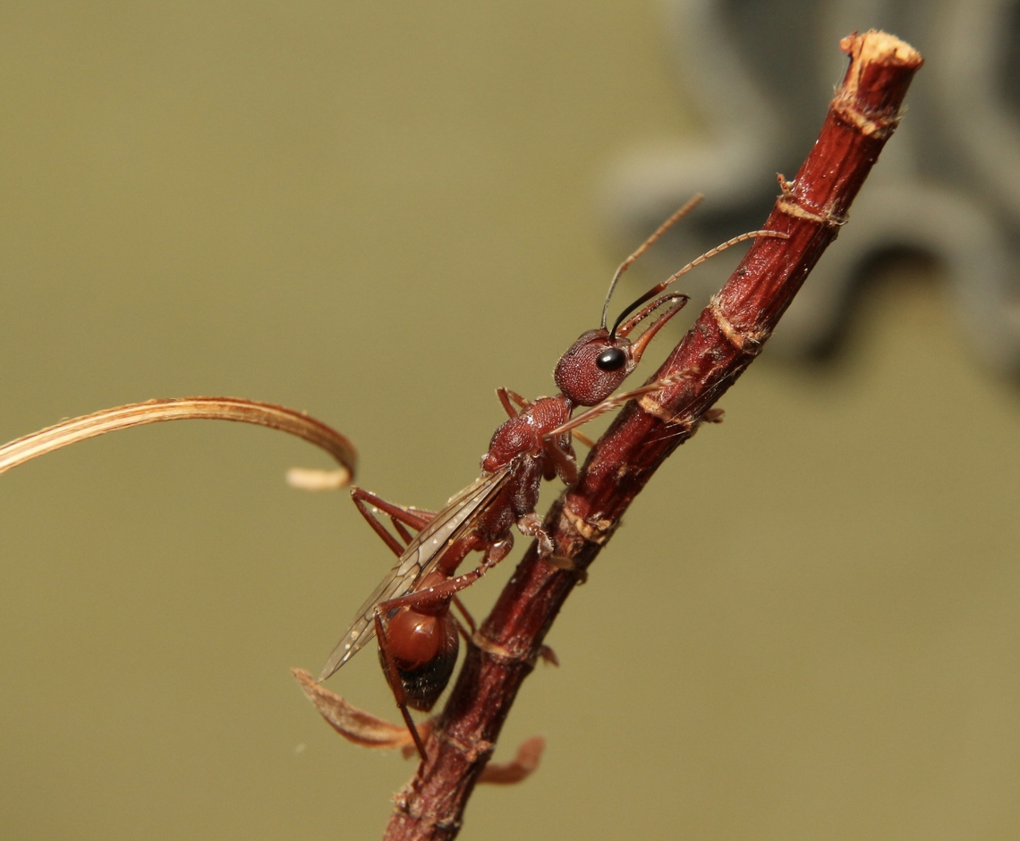 Black-scraped Bull Ant - Myrmecia nigriscapa A winged male , found on a sandy ocean beach. Australia,Black-scaped Bull Ant,Eamw-ants,Fall,Geotagged,Myrmecia nigriscapa