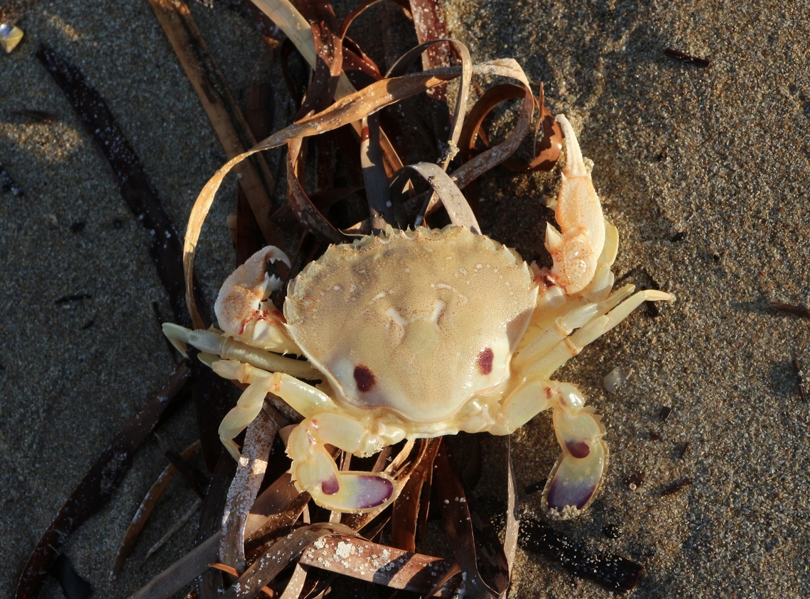 Surf Crab - Ovalipes australiensis  Australia,Eamw-marine invertebrates,Fall,Geotagged,Ovalipes australiensis,Surf Crab