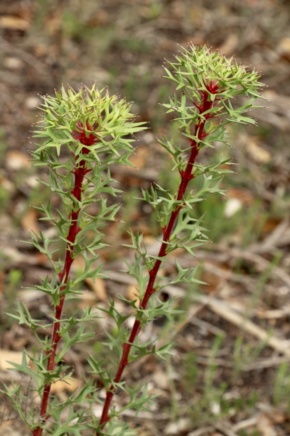 Horny cone-bush - Isopogon ceratophyllus  Australia,Eamw-flora,Fall,Geotagged,Horny cone-bush,Isopogon ceratophyllus