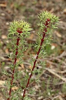 Horny cone-bush - Isopogon ceratophyllus  Australia,Eamw-flora,Fall,Geotagged,Horny cone-bush,Isopogon ceratophyllus