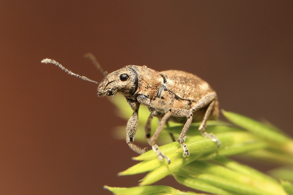 Fuller&rsquo;s rose beetle - Pantomorus cervinus A small weevil only about 7mm long found on unidentified plant Australia,Eamw-weevils,Fall,Fuller's Rose Weevil,Geotagged,Pantomorus cervinus
