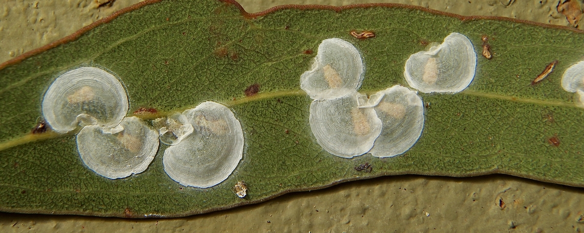 Red Gum Lerp Psyllid - Glycaspis brimblecombei Like little sea shells on a eucalyptus leaf. The actual Psyllid is visible in the centre of the little shell Australia,Eamw-Lerp Psyllid,Fall,Geotagged,Glycaspis brimblecombei,Red Gum Lerp Psyllid