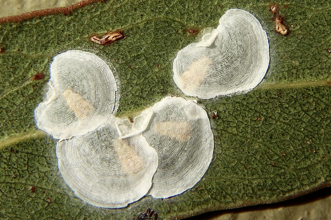 Red Gum Lerp Psyllid - Glycaspis brimblecombei Enlarged view of shells .Each shell is about 6mm in dia. Australia,Eamw-Lerp Psyllid,Fall,Geotagged,Glycaspis brimblecombei,Red Gum Lerp Psyllid