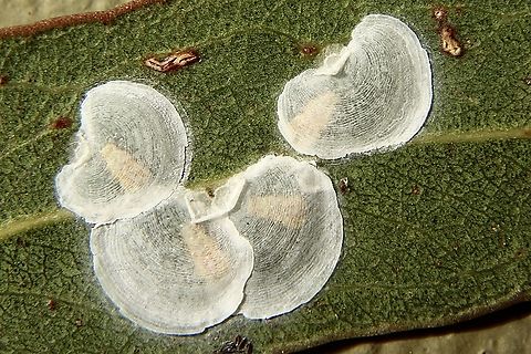 Red Gum Lerp Psyllid - Glycaspis brimblecombei Enlarged view of shells .Each shell is about 6mm in dia. Australia,Eamw-Lerp Psyllid,Fall,Geotagged,Glycaspis brimblecombei,Red Gum Lerp Psyllid