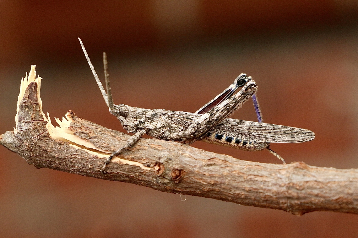 Bark-Mimicking Grasshopper - Coryphistes ruricola Identification by INaturalist,thank you. Australia,Bark-Mimicking Grasshopper,Coryphistes ruricola,Eamw grasshoppers,Eamw-grasshoppers,Fall,Geotagged