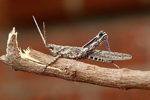 Bark-Mimicking Grasshopper - Coryphistes ruricola Identification by INaturalist,thank you. Australia,Bark-Mimicking Grasshopper,Coryphistes ruricola,Eamw grasshoppers,Eamw-grasshoppers,Fall,Geotagged