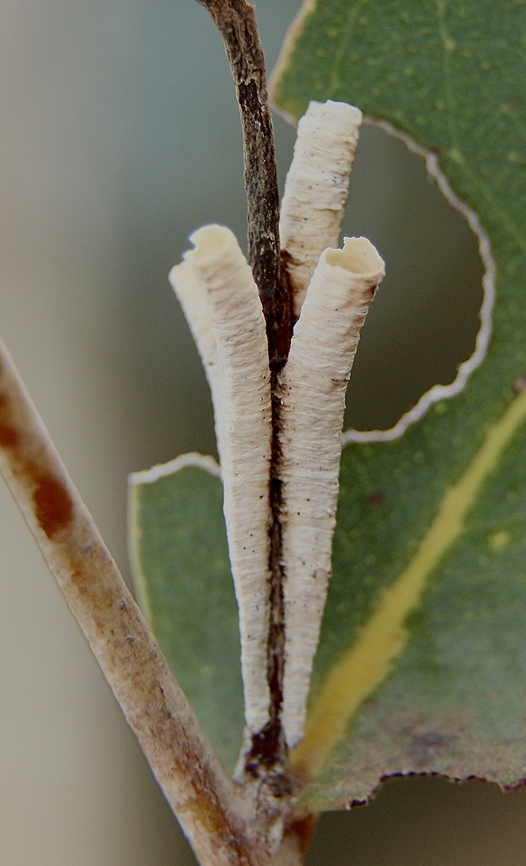 Spittle bugs tubes on eucalyptus trees Family Machaerotidae ( according to INaturalist)<br />
The tubes are approximately 16 mm long with the opening about 2mm dia.<br />
 Australia,Eamw-spittle bugs,Fall,Geotagged