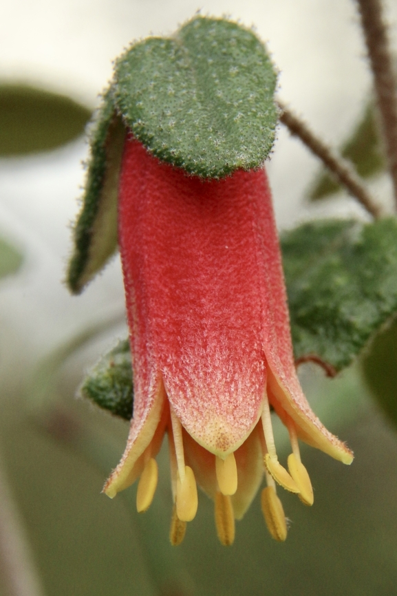 Common Correa - Correa reflexa Beautiful to see them just before our winter sets in. Australia,Common Correa,Correa reflexa,Eamw-flira,Fall,Geotagged