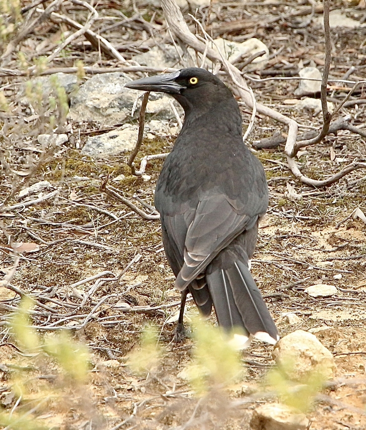Grey currawong - Strepera versicolor Curious birds. Australia,Eamw-birds,Fall,Geotagged,Grey currawong,Strepera versicolor