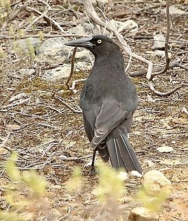 Grey currawong - Strepera versicolor Curious birds. Australia,Eamw-birds,Fall,Geotagged,Grey currawong,Strepera versicolor