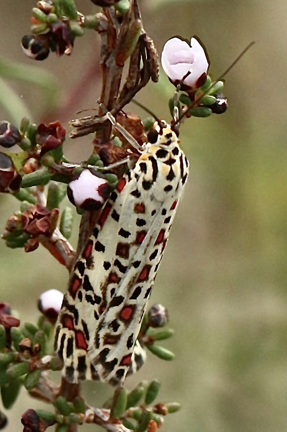 Heliotrope moth - Utetheisa pulchelloides  Australia,Eamw-moth,Fall,Geotagged,Heliotrope moth,Utetheisa pulchelloides