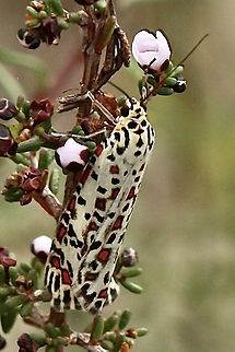 Heliotrope moth - Utetheisa pulchelloides  Australia,Eamw-moth,Fall,Geotagged,Heliotrope moth,Utetheisa pulchelloides