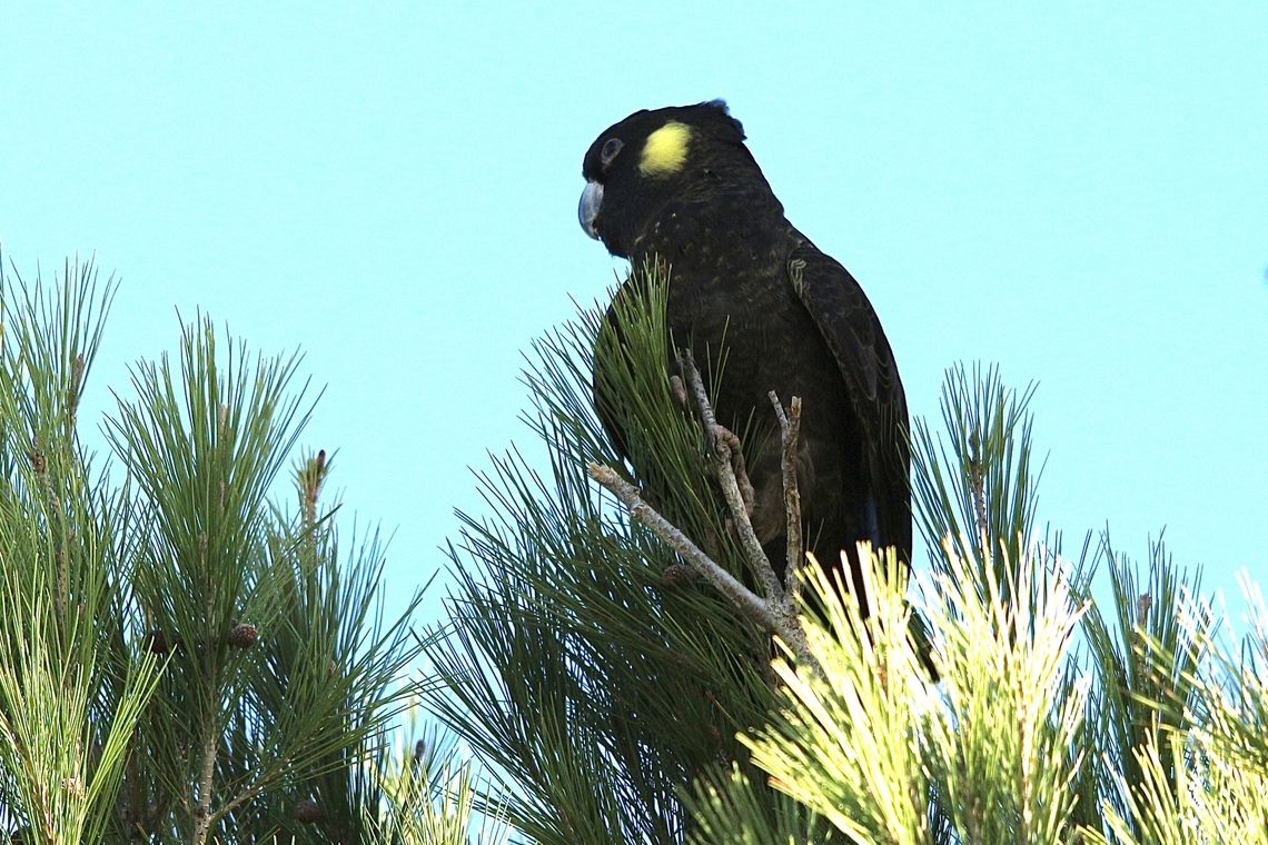Yellow-tailed black cockatoo - Zanda funerea Visiting suburban roadside planting ( pine tree species) to feed on the seed cones. Australia,Eamw-birds,Fall,Geotagged,Yellow-tailed black cockatoo,Zanda funerea