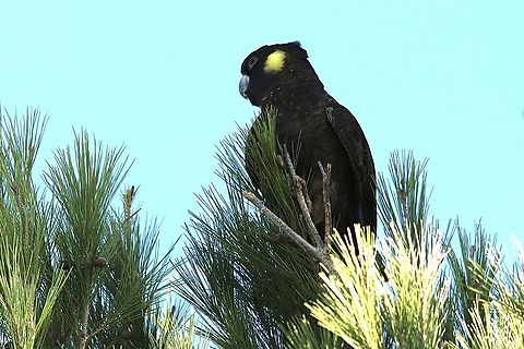 Yellow-tailed black cockatoo - Zanda funerea Visiting suburban roadside planting ( pine tree species) to feed on the seed cones. Australia,Eamw-birds,Fall,Geotagged,Yellow-tailed black cockatoo,Zanda funerea