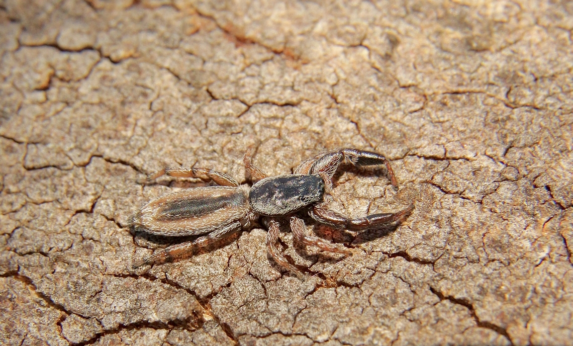 Jumping spider ,Genus - Holoplatys, Found under bark of a eucalyptus tree. Australia,Eamw spiders,Eamw-spiders,Fall,Geotagged