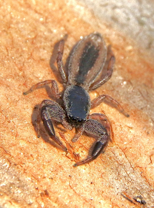 Jumping spider , Genus - Holoplatys Found under bark of a eucalyptus tree  Australia,Eamw spiders,Eamw-spiders,Fall,Geotagged