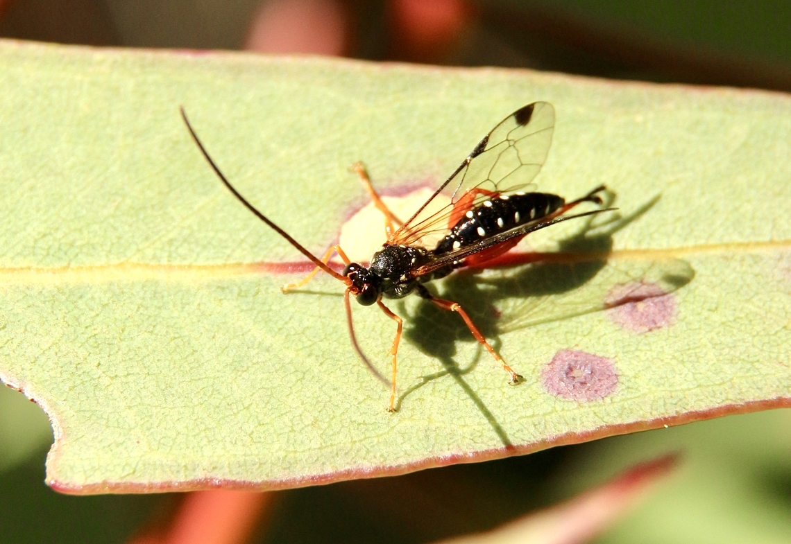 Cream-spotted ichneumon - Echthromorpha intricatoria Observed many of the small wasps searching frantically amongst leaves of a eucalyptus tree. They would only sit still for a very short time. Australia,Eamw- wasps,Echthromorpha intricatoria,Fall,Geotagged