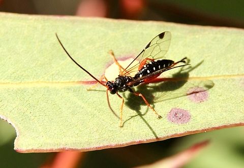 Cream-spotted ichneumon - Echthromorpha intricatoria Observed many of the small wasps searching frantically amongst leaves of a eucalyptus tree. They would only sit still for a very short time. Australia,Eamw- wasps,Echthromorpha intricatoria,Fall,Geotagged