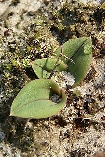 Fringed hare orchid ( leaves) - Leporella fimbriata This orchid flowers autumn and early winter. Hopefully I will find one soon. Australia,Eamw-orchids,Fall,Fringed hare orchid,Geotagged,Leporella fimbriata