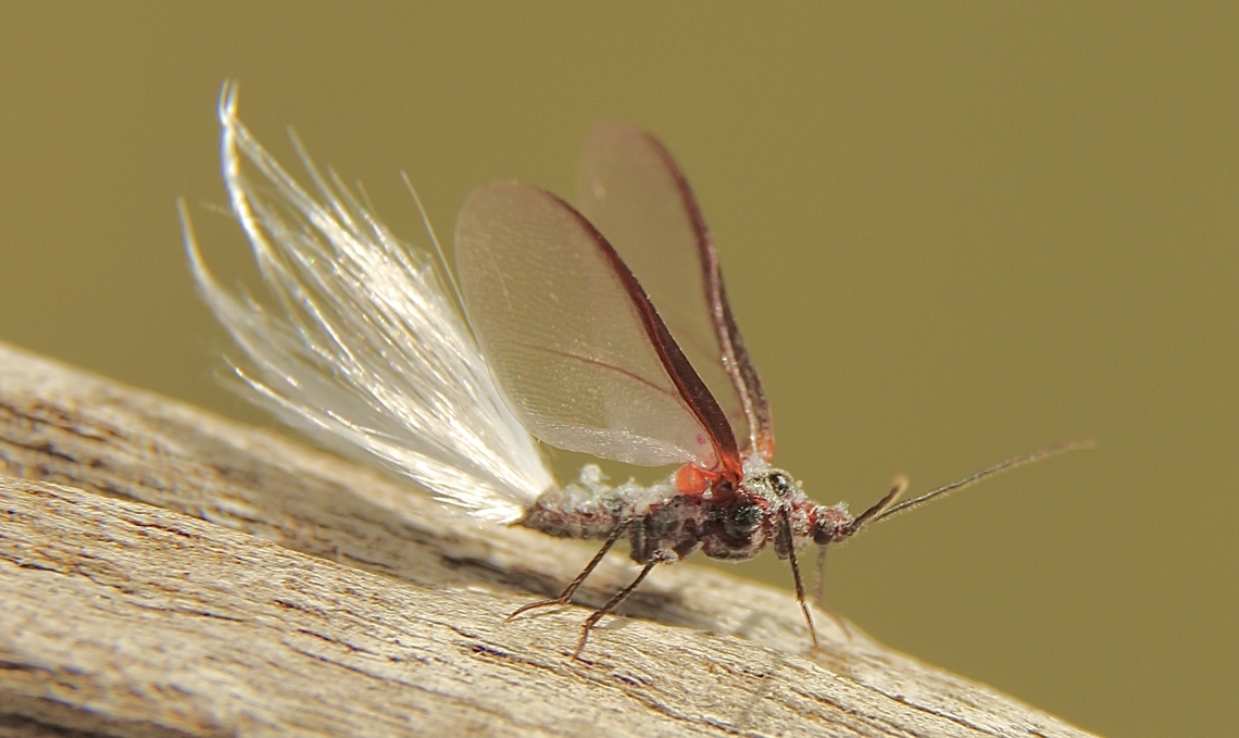 Genus - Callipappus <a href="https://idtools.org/id/scales/factsheet.php?name=6719" rel="nofollow">https://idtools.org/id/scales/factsheet.php?name=6719</a> Australia,Eamw- scale insects,Fall,Geotagged