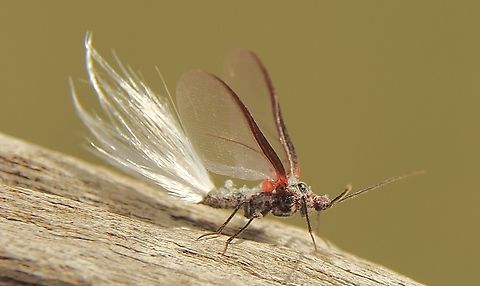 Genus - Callipappus https://idtools.org/id/scales/factsheet.php?name=6719 Australia,Eamw- scale insects,Fall,Geotagged