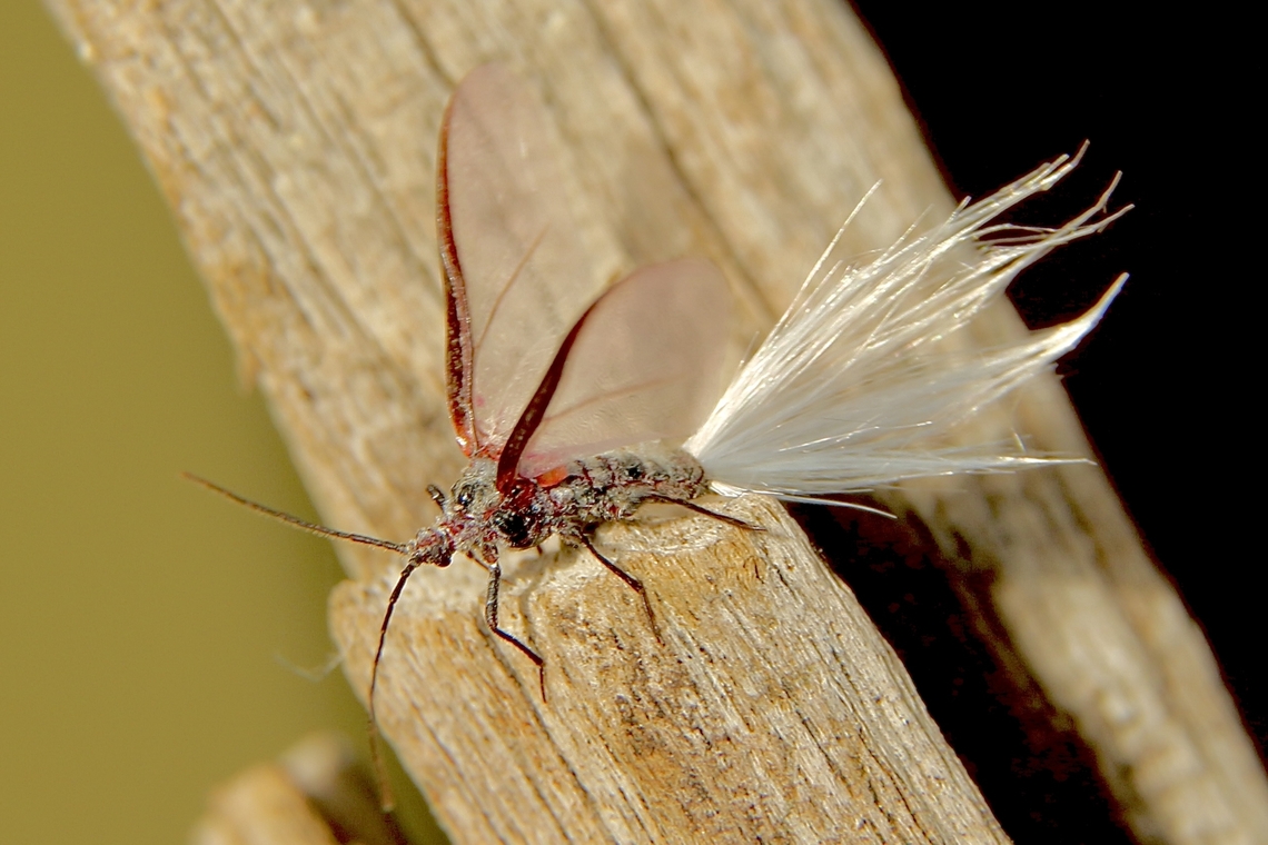Genus - Callipappus <a href="https://idtools.org/id/scales/factsheet.php?name=6719" rel="nofollow">https://idtools.org/id/scales/factsheet.php?name=6719</a> Australia,Eamw-scale insects,Fall,Geotagged