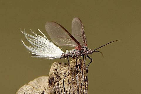 Genus - Callipappus Callipappus is a genus of scale insects in the family Callipappidae in the order Hemiptera. There are five described species in the genus, all from Australia and New Zealand.Wikipedia

https://idtools.org/id/scales/factsheet.php?name=6719 Australia,Eamw- scale insects,Fall,Geotagged