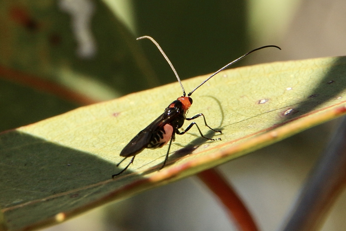 Wasp in genus -Callibracon Approximately body length 12mm Australia,Eamw- wasps,Fall,Geotagged