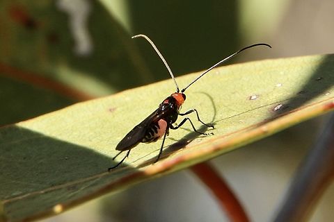 Wasp in genus -Callibracon Approximately body length 12mm Australia,Eamw- wasps,Fall,Geotagged