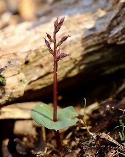 Tiny mosquito orchid - Acianthus pusillus Flowers not open yet. A autumn/winter flowering terrestrial orchid. About 120 mm high. Acianthus pusillus,Australia,Eamw flora,Eamw orchids,Eamw-orchids,Fall,Geotagged,Orchids May,Tiny mosquito orchid