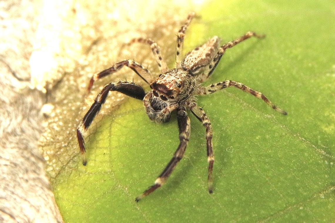 Jumping spider in genus-Helpis A very inquisitive and observant little spider about 8-10 mm long Australia,Eamw spiders,Fall,Geotagged