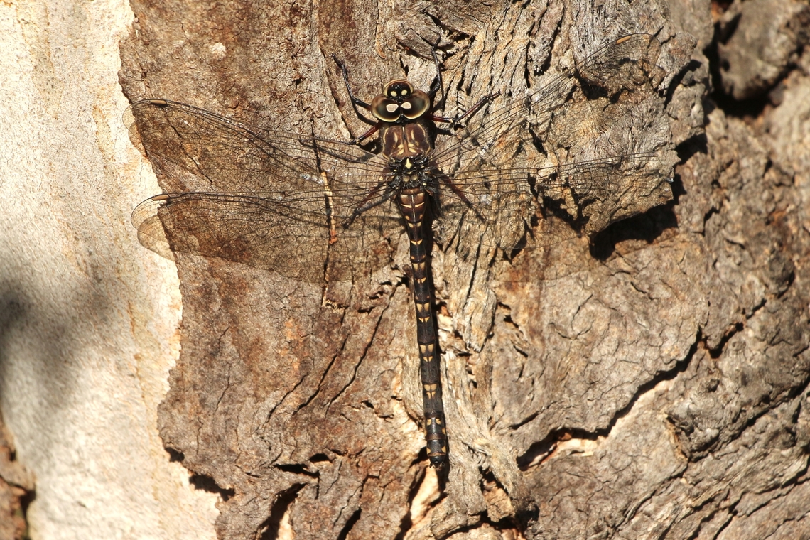 Swamp darner- Austroaeschna parvistigma The background not the best for this subject. Australia,Austroaeschna parvistigma,Eamw dragonflies,Fall,Geotagged,Swamp darner