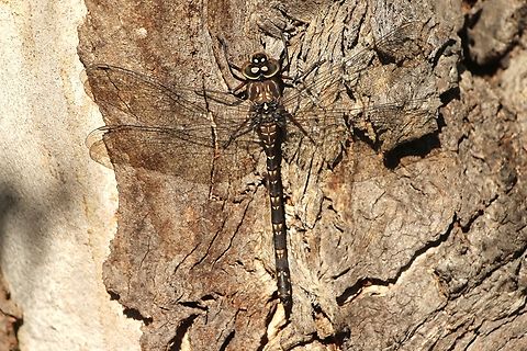 Swamp darner- Austroaeschna parvistigma The background not the best for this subject. Australia,Austroaeschna parvistigma,Eamw dragonflies,Fall,Geotagged,Swamp darner