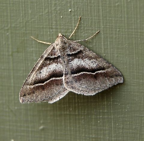 Dodonaea moth - Parosteodes fictiliaria Wingspan approximately 20mmm Australia,Eamw moth,Fall,Geotagged,Parosteodes,Parosteodes fictiliaria
