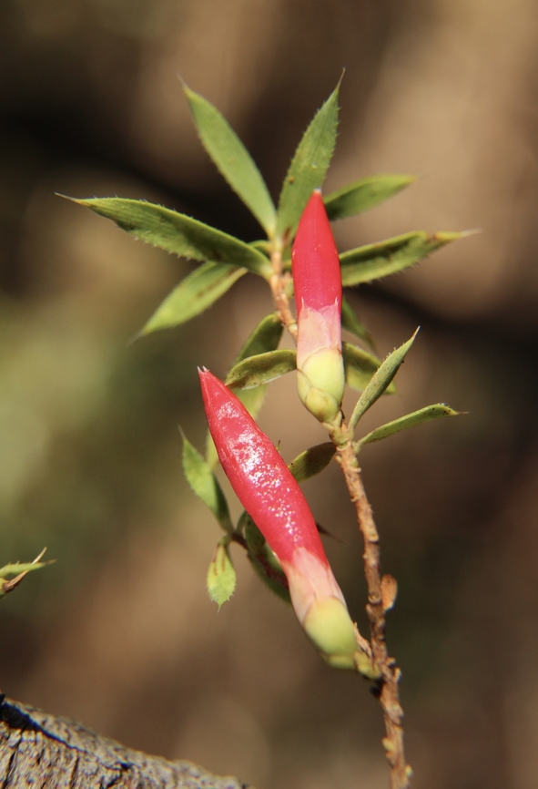 Native cranberry heath - Styphelia humifusa  Astroloma humifusum,Australia,Eamw flora,Fall,Geotagged