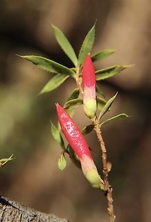 Native cranberry heath - Styphelia humifusa Astroloma humifusum,Australia,Eamw flora,Fall,Geotagged